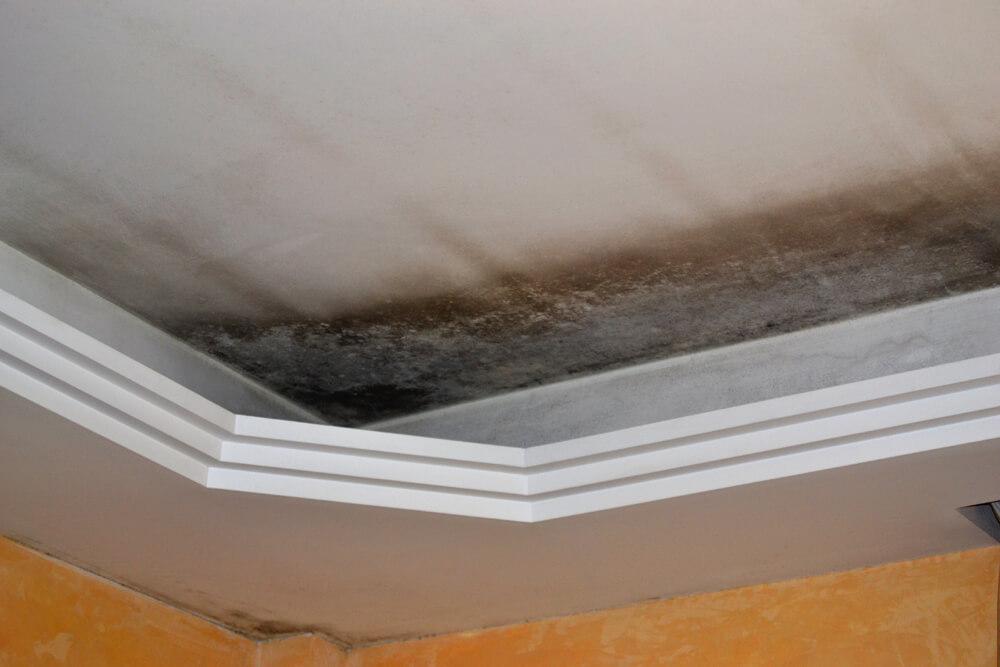 Mold contamination cleanup in Georgetown SC